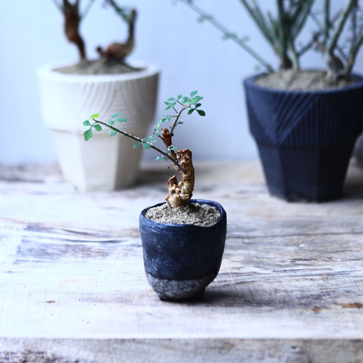 アデニア サブセシリフォリア アデニア サブセシリフォリア Adenia subsessilifolia no.9