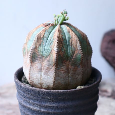 ユーフォルビア  オベサ ♀　Euphorbia obesa　no.90811