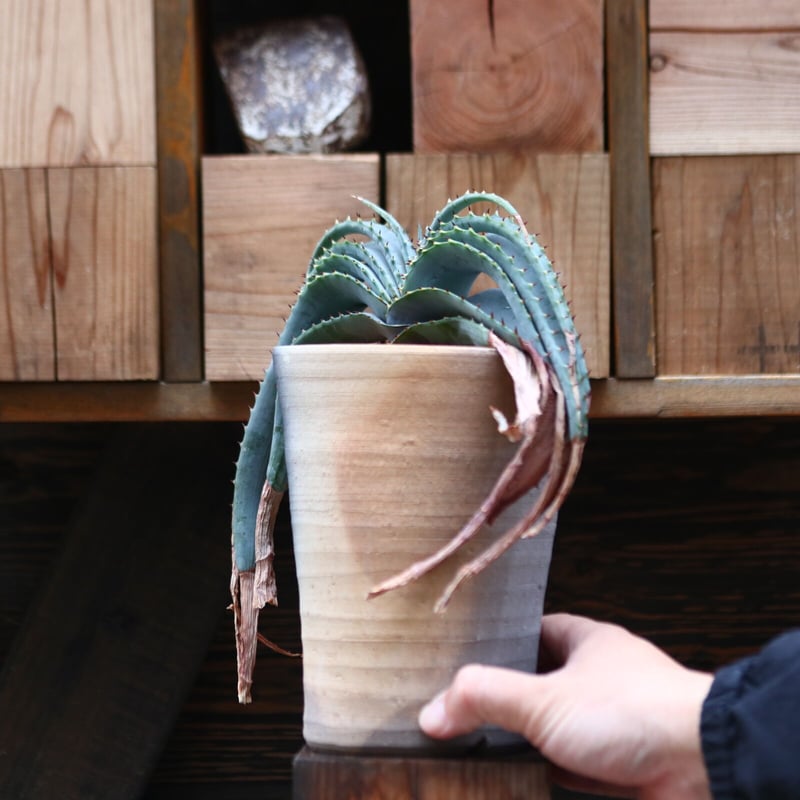 アロエ スプラフォリアータ／Aloe suprafoliata no.20589 | 芽の巣山