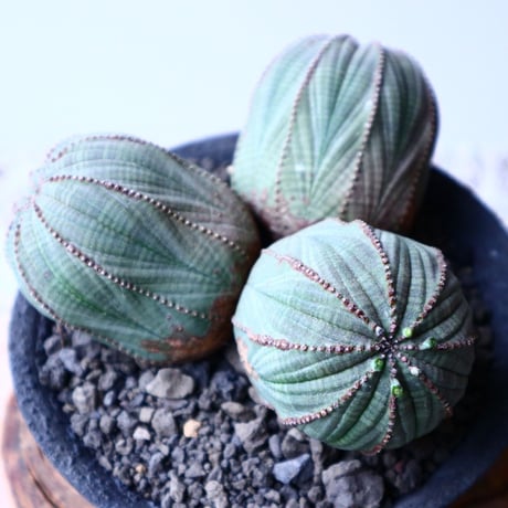 ユーフォルビア  オベサ  トリプルヘッド  Euphorbia obesa   no.20314