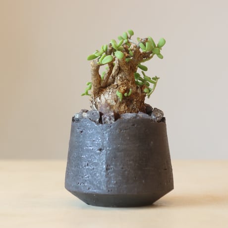 Portulacaria pygmaea × N/OH   no.309-6