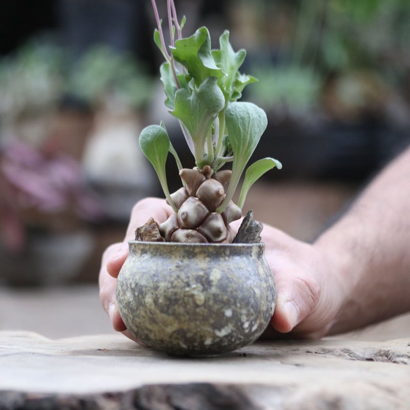 オトンナ ヘレー／Othonna herrei no.103048 | 芽の巣山