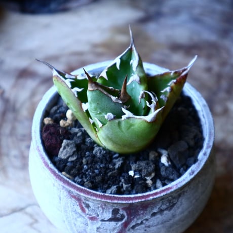 アガベ チタノタ     Agave titanota    no.32215