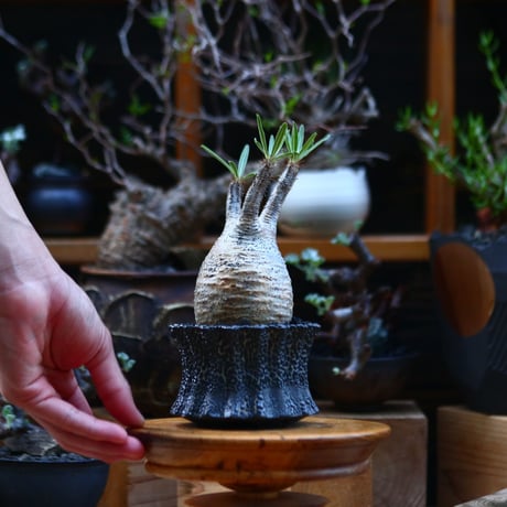 パキポディウム  グラキリス／Pachypodium  gracilius       no.92631