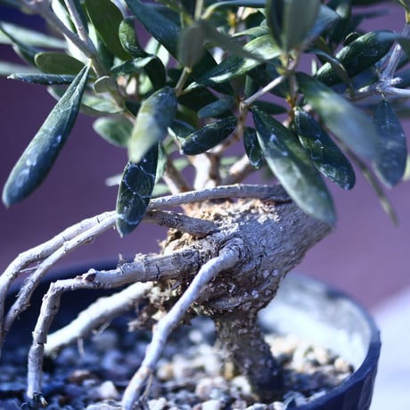 オリーブ　Olea europaea　 no.21406-1