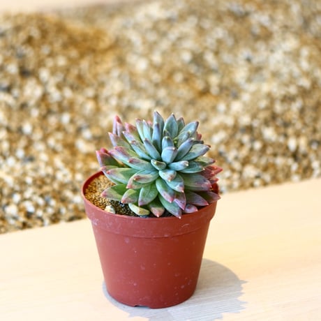 パキフィツム ヒアリウム / Pachyphytum 'Hialium'   no.41617