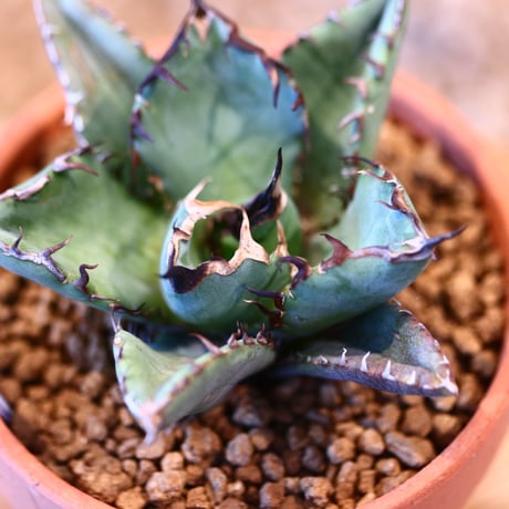 Agave titanota black Whale × YAMABACHI   no.123172