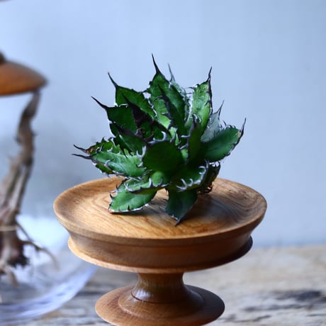 アガベ ホリダ    Agave horrida     no.1025-8