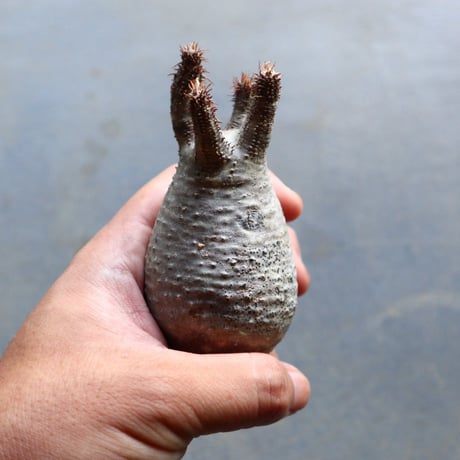 パキポディウム グラキリス 抜苗  Pachypodium rosulatum var. gracilius no.92909