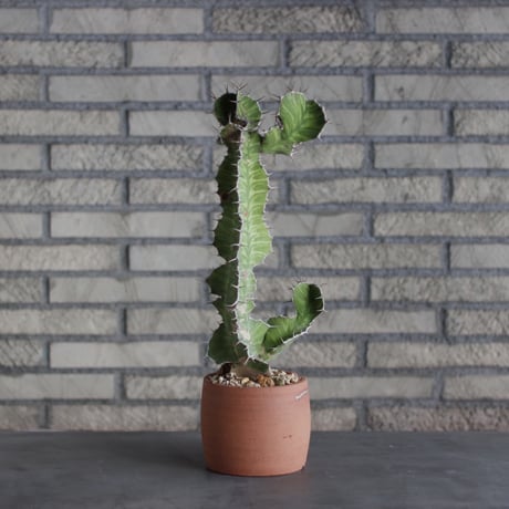 Euphorbia triangularis × N/OH(4.5号)  no.510/8