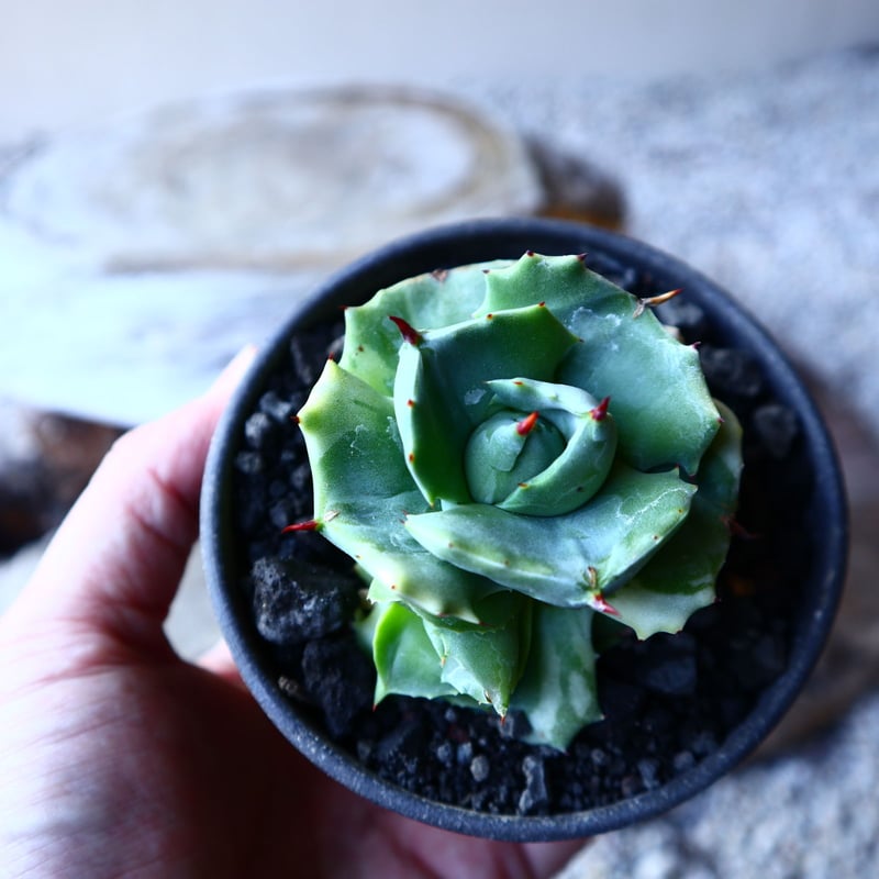 アガベ 王妃雷神錦 Agave Potatorum Ouhi Raijin f.variega アガベ 王妃雷神錦 Agave Potatorum Ouhi Raijin f.variega