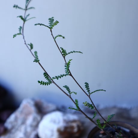 オペルクリカリア   ヒファエノイデス    根差し　 Operculicarya   hyphaenoides  no.52611