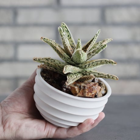 Aloe THE CORE HYBRID｀Sulfur’ × #C21 × takero pot (4号)  no.621/35