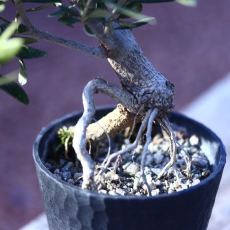 オリーブ　Olea europaea　 no.21408-3
