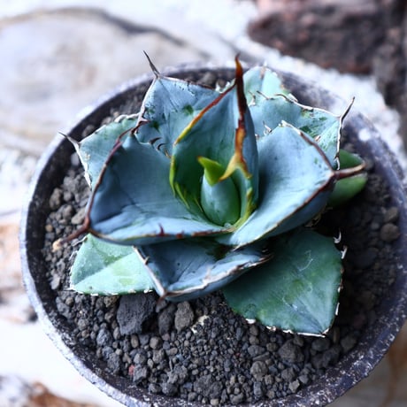 アガベ ホワイトアイス   Agave titanota 'White Ice'    no.71404