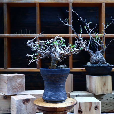 コミフォラ  ワイティ／Commiphora wightii   no.53046