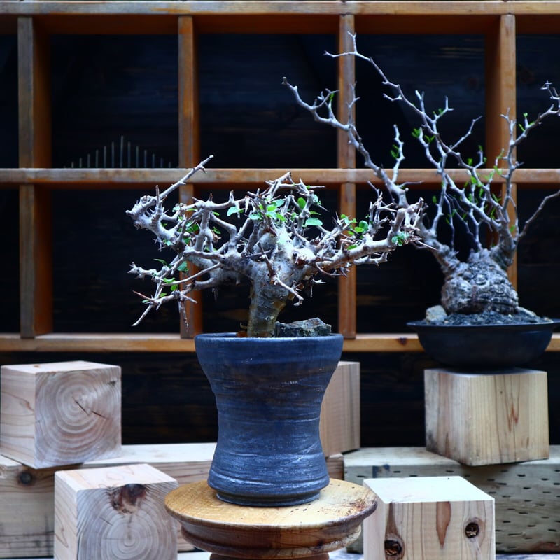 コミフォラ ワイティ／Commiphora wightii no.53046 | 芽の巣山