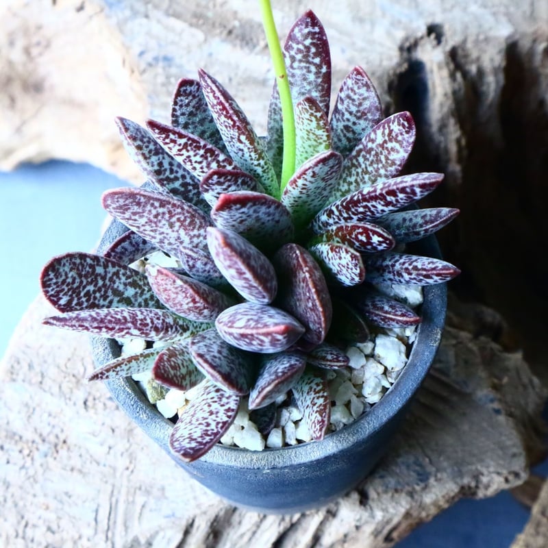 アドロミスクス トリギナス パープルスポット Adromischus trigynus N