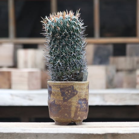 エキノフォスロカクタス 縮玉／Echinofossulocactus zacatecasensis   no.1002/25