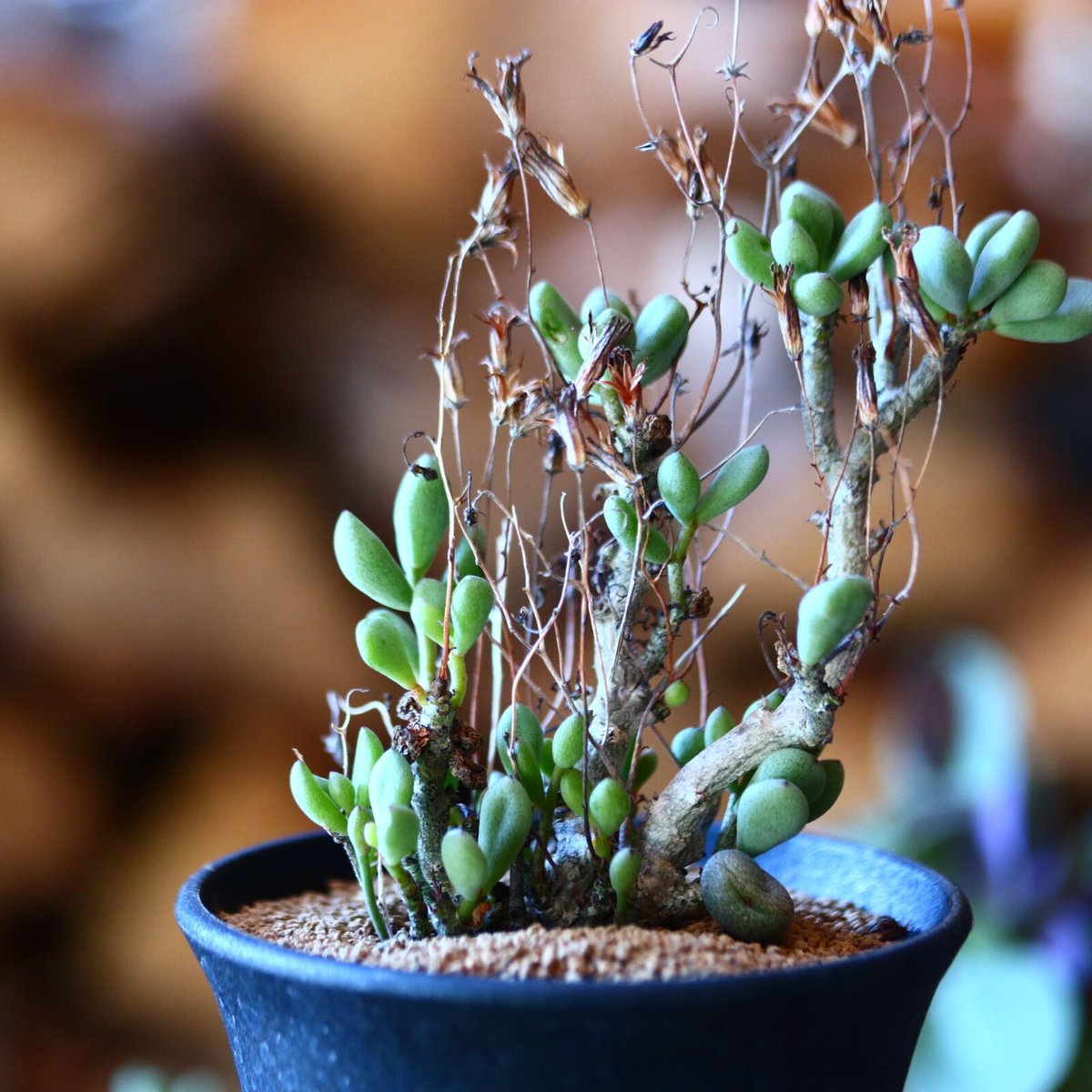 チレコドン ステノカウリス Tylecodon stenocaulis no.1