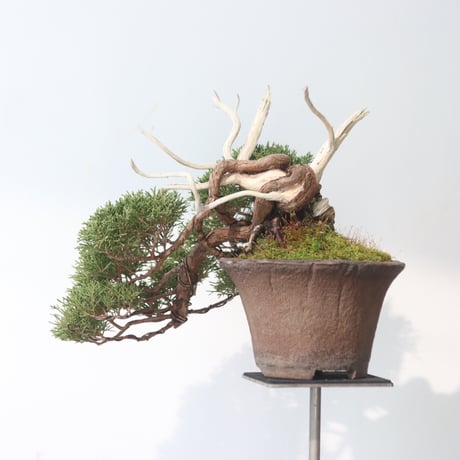 真柏 / YOSHIZAWA3-SHOHINBONSAI   no.223-51