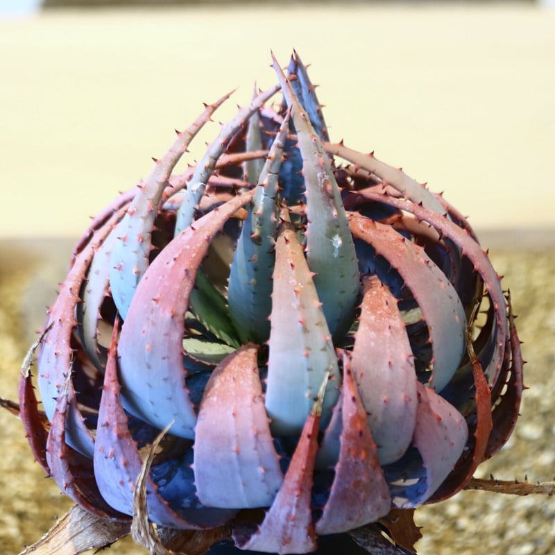 アロエ ペグレラエ / Aloe peglerae no.51419 | 芽の巣山