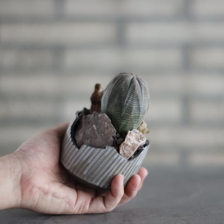 Euphorbia obesa  × N/OH (3号)  no.907-35