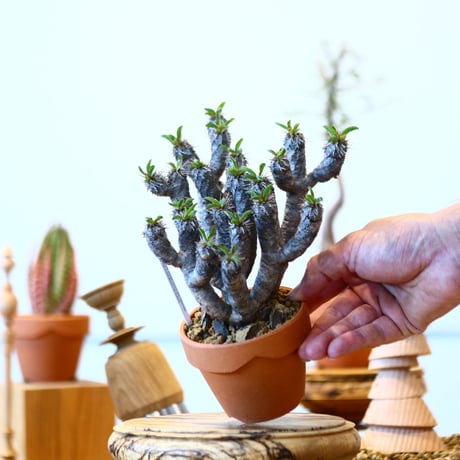 YAMABACHI × Euphorbia guillauminiana   no.91037