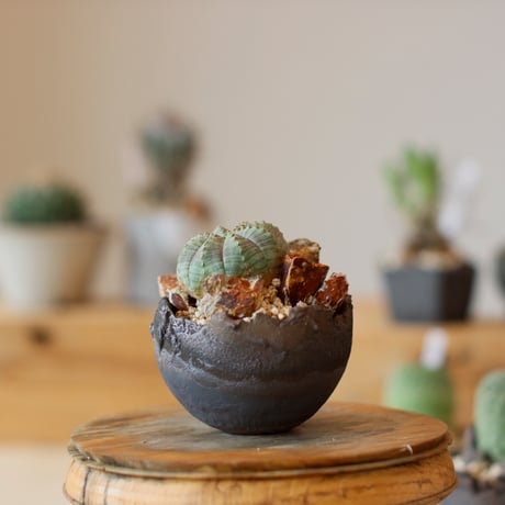 Euphorbia obesa  × takero pot (3号)  no.111/26