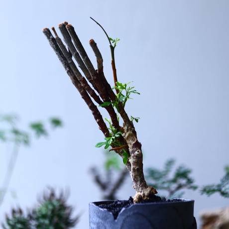 アデニア  サブセシリフォリア   Adenia subsessilifolia   no.90605