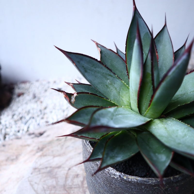 アガベ ブルーグロー Agave 'Blue Glow' no.112423 | 芽の巣山