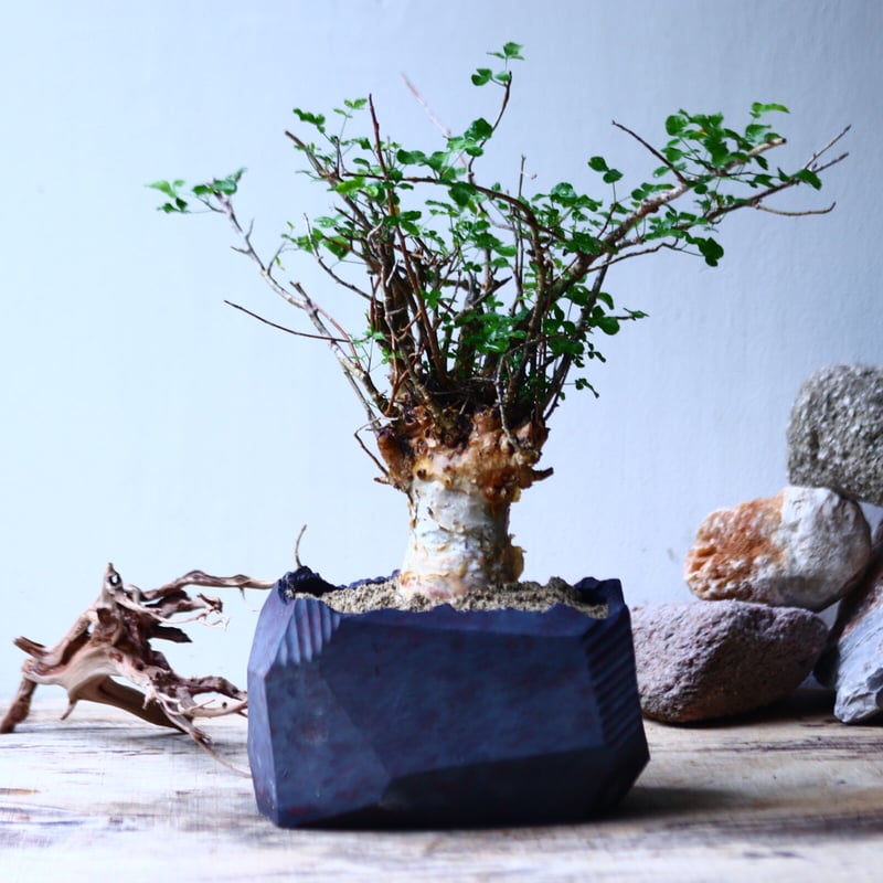 コミフォラ　フンベルティCommiphora humbertii　大株　発根済み F1 発根済 commiphora humbertii コミフォラ フンベルティ – KOMO