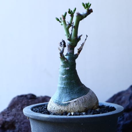 アデニア   グラウカ    Adenia glauca   no.30123