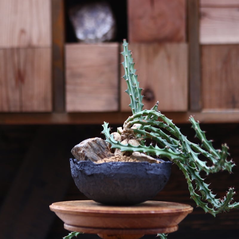 ユーフォルビア クンチー／Euphorbia knuthii no.20528 | 芽の巣山