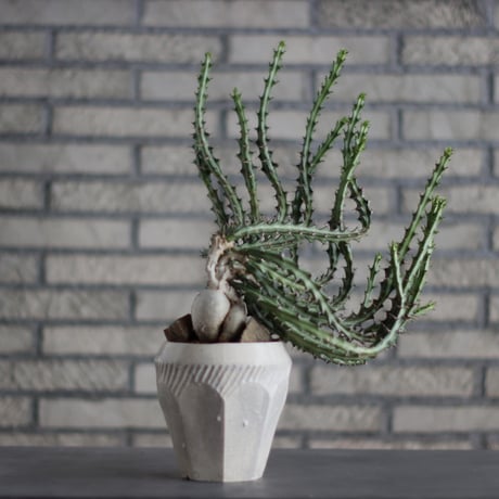Euphorbia knuthii × N/OH (4.5号)  no.713-6
