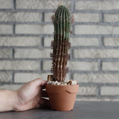 Euphorbia stellispina (秋星冠) × YAMABACHI (3号) no.607/37