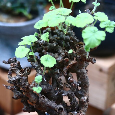 ぺラルゴ二ウム   エキナツム／Pelargonium  lechinatum   no.102449