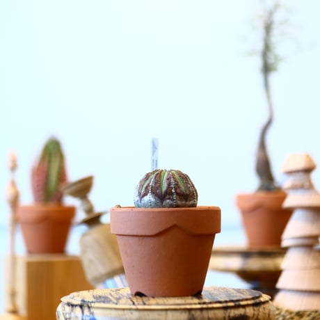 YAMABACHI × Euphorbia obesa    no.91002