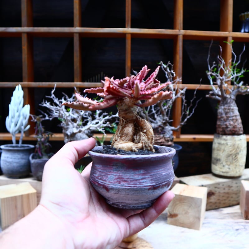 ユーフォルビア フランコイシー／Euphorbia francoisii no.5161