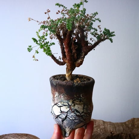 ペラルゴニム   アルテルナンス  Pelargonium alternans  No.015