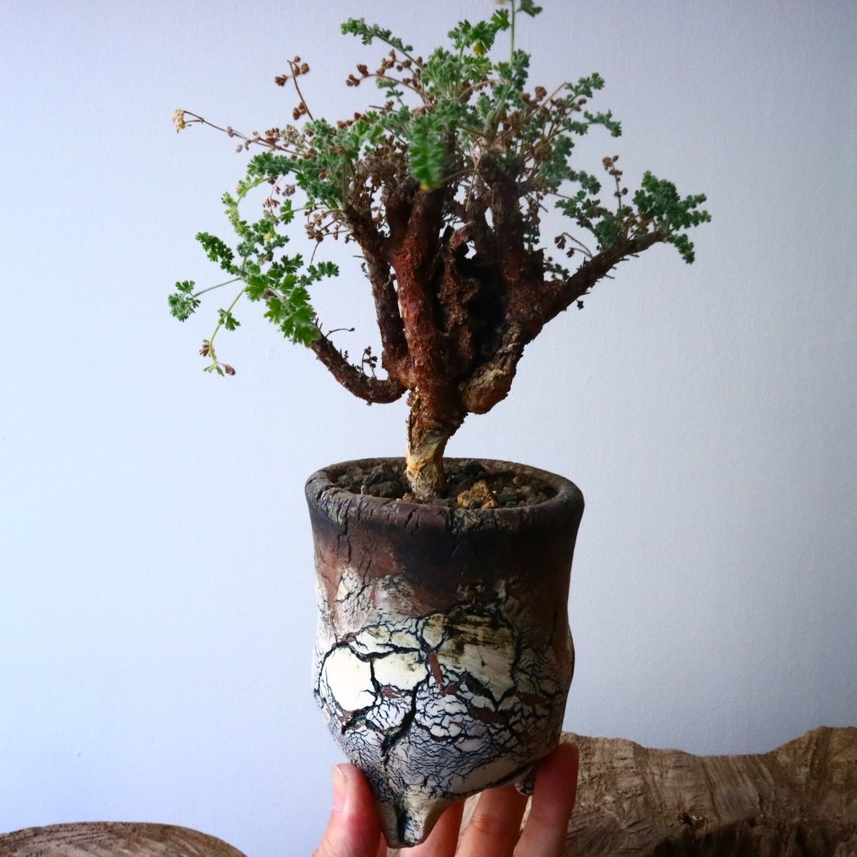 ペラルゴニム アルテルナンス Pelargonium alternans No.015