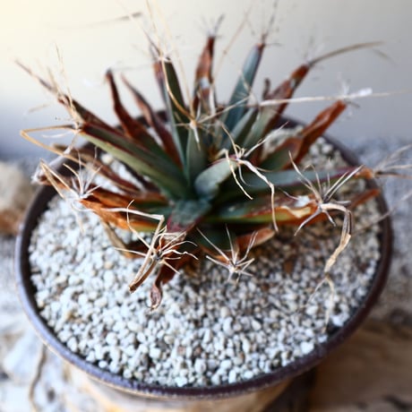 レウクテンベルギア  晃山    Leuchtenbergia principis  no.40713