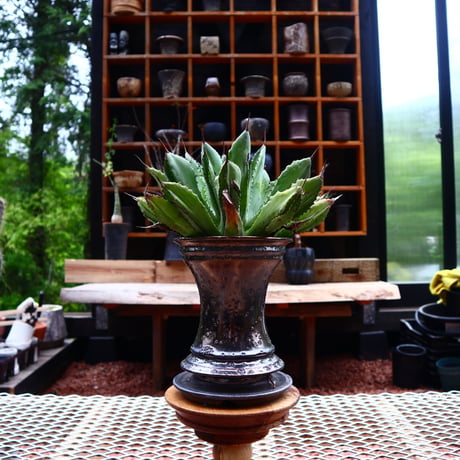 アガベ   キュービック／Agave potatorum f.monstrosa 'cubic'    no50210