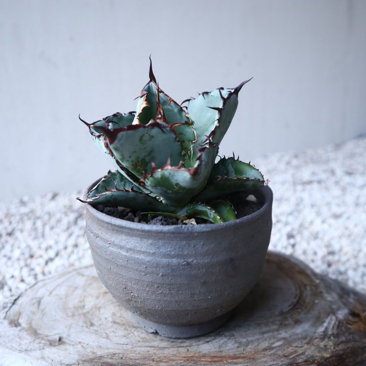 アガベ チタノタ ブラック&ブルー Agave titanota black&bule アガベ チタノタ ブラック&ブルー Agave titanota black&bule