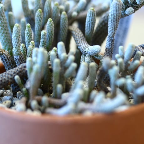 YAMABACHI × Turbinicarpus minima   no.102278