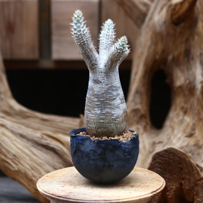 パキポディウム イノピナツム発根済 × たけろうポット 【公式通販】