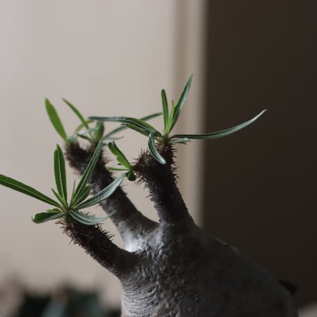 Pachypodium gracilius × YAMABACHI var. N/OH  no.905-30