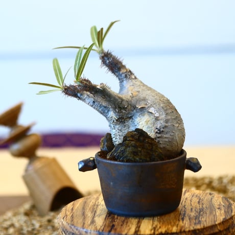 N/OH × Pachypodium  gracilius    no.61837