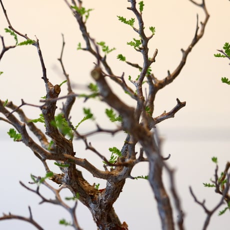 コミフォラ モンストローサ / Commiphora monstrosa   no.41620