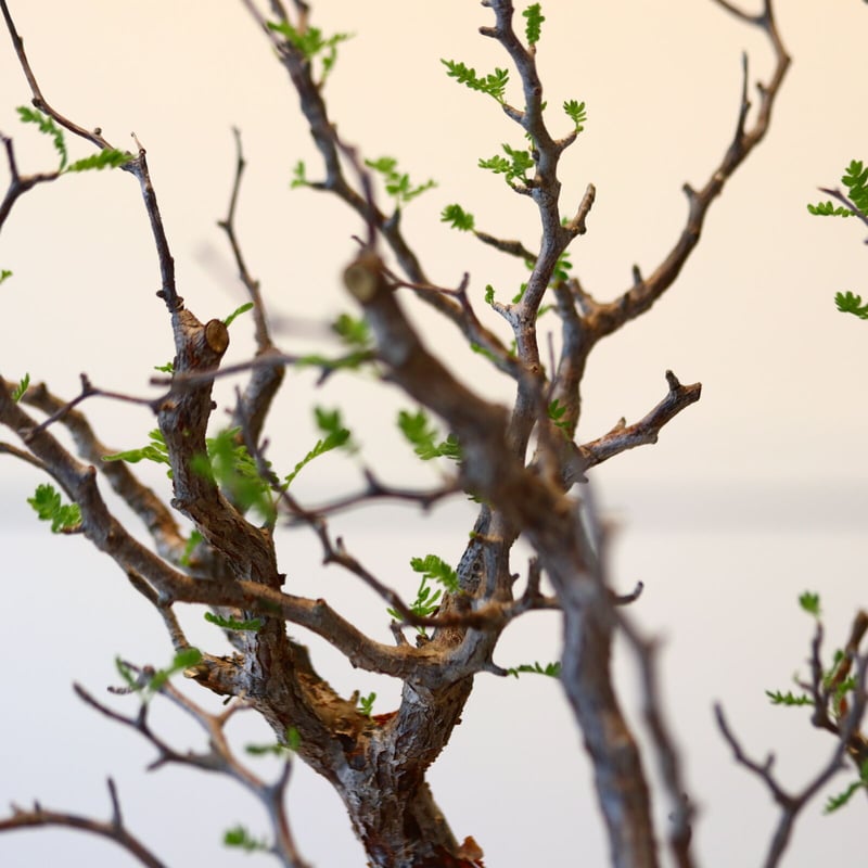 コミフォラ モンストローサ / Commiphora monstrosa no.41620